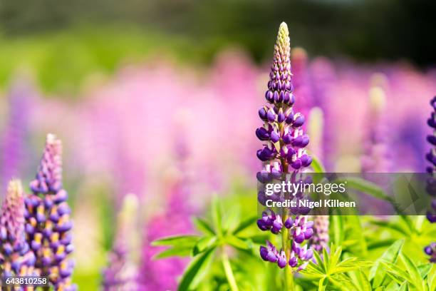 wild lupins, tasmania - lupine flower stock pictures, royalty-free photos & images