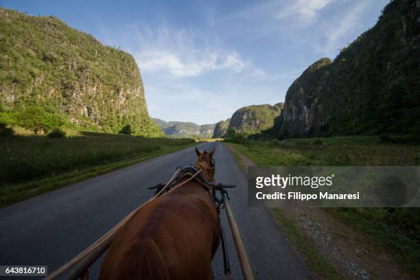 horse in viñales - valle de vinales stock-fotos und bilder