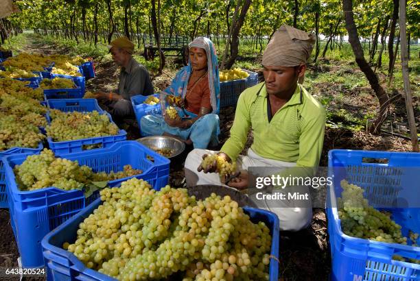 Workers sort out grapes at a wineyard in Pimpangaon on Mumbai Agra Natioan Highway No. 3 on January 21, 2010 in Mumbai, India.