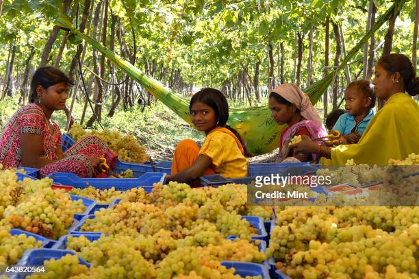 Workers sort out grapes at a wineyard in Pimpangaon on Mumbai Agra Natioan Highway No. 3 on January 21, 2010 in Mumbai, India.