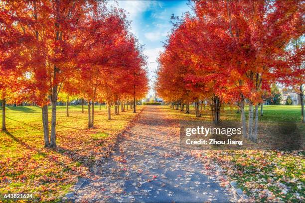 maple leaf avenue - maple tree canada stock pictures, royalty-free photos & images