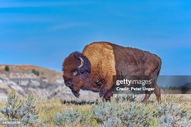 theodore roosevelt national park,north dakota,usa - american bison foto e immagini stock