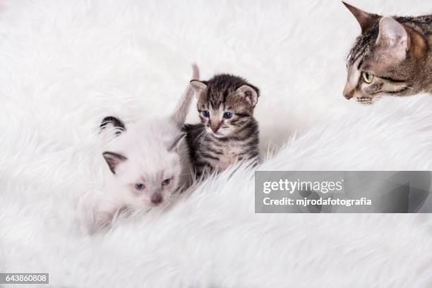 mom looking at her kittens - mjrodafotografia stock pictures, royalty-free photos & images