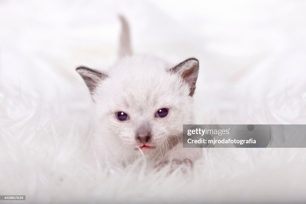 White kitty