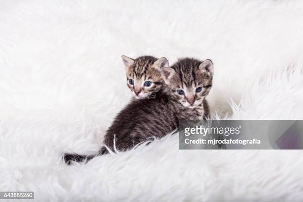 twin cats - mjrodafotografia stock pictures, royalty-free photos & images