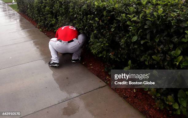 Boston Red Sox relief pitcher Ben Taylor goes looking in the hedges for a ball as he throws long toss in the rain on day ten of Red Sox Spring...