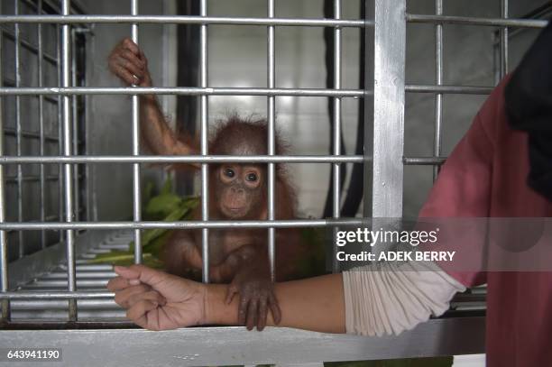 This picture taken in Kendawangan, West Kalimantan on Borneo island on February 16, 2017 shows Vena, a seven-month-old baby orangutan holding hand of...