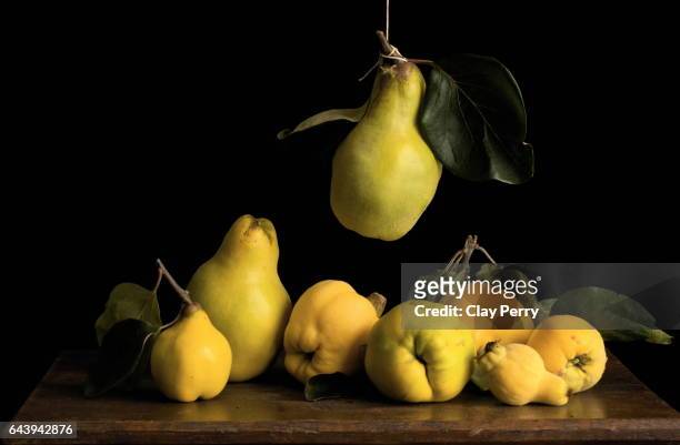still life with suspended quince - quince stock pictures, royalty-free photos & images