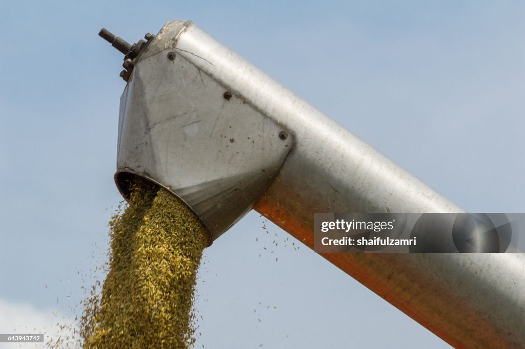 Farmer uses machine to harvest rice on paddy field in Sabak Bernam, one of the major rice supplier in Malaysia.