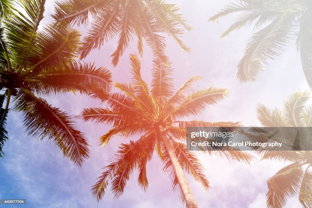 Low angle view of Coconut palm tree with sunlight