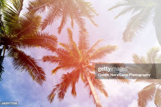 low angle view of coconut palm tree with sunlight - kota kinabalu beach stock pictures, royalty-free photos & images