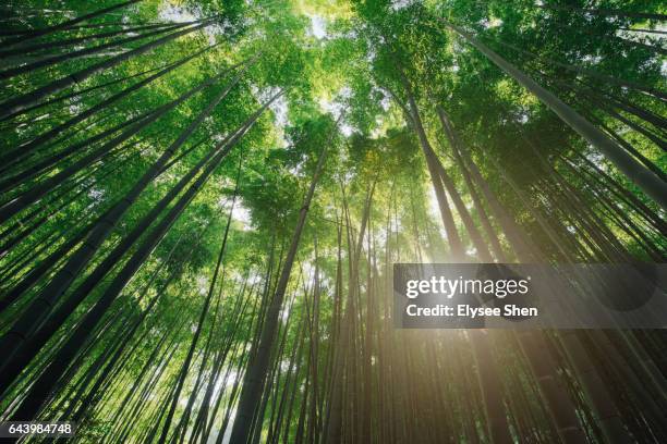 bamboo and sunshine - tall high stock pictures, royalty-free photos & images