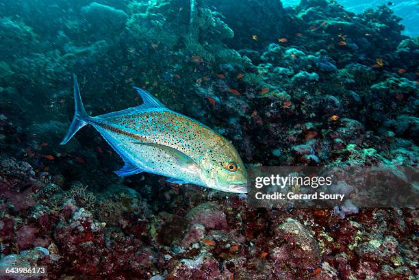 bluefin trevially swimming over coral reef - bluefin trevally stock pictures, royalty-free photos & images