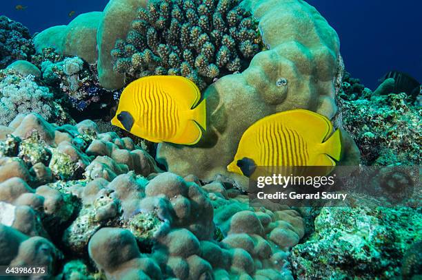 a couple of masked butterflyfishes - 蝴蝶魚 個照片及圖片檔