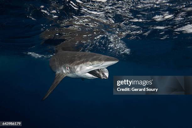 silky shark catching a fish - silver shark stock pictures, royalty-free photos & images