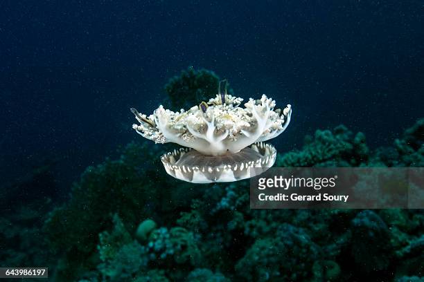 upside-down jellyfish in open water - upside down jellyfish bildbanksfoton och bilder