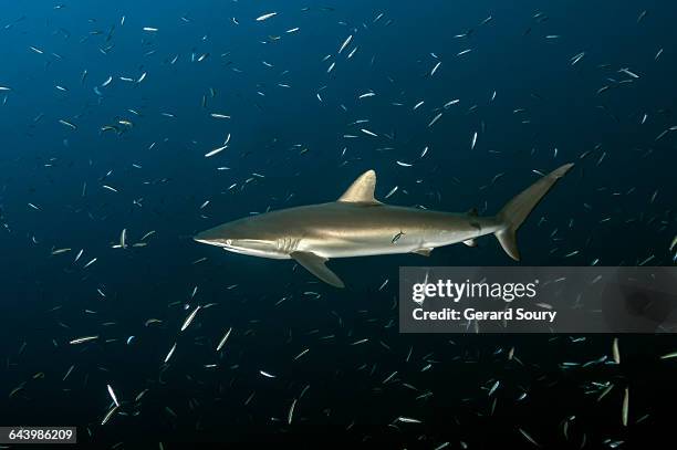 silky shark swimming among cleaner wrasses - cleaner wrasse bildbanksfoton och bilder