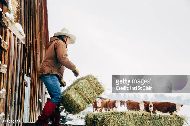 caucasian farmer hauling hay near snowy barn - female animal stock pictures, royalty-free photos & images