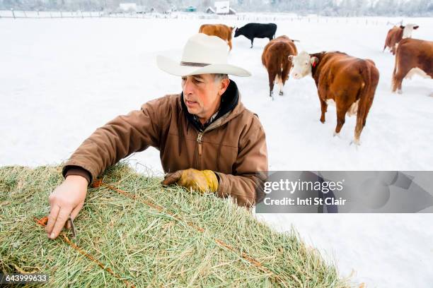 caucasian farmer hauling hay in snowy field - cattle in frost stock-fotos und bilder