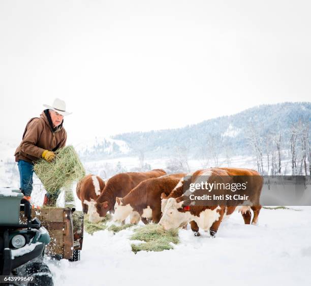 caucasian farmer feeding cattle in snowy field - cattle in frost stock-fotos und bilder