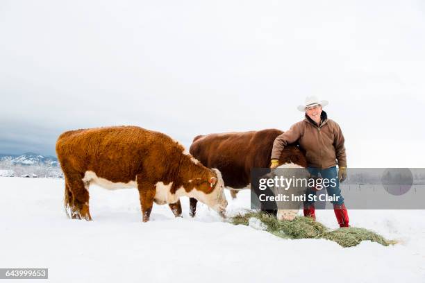 caucasian farmer feeding cattle in snowy field - cow winter stock pictures, royalty-free photos & images