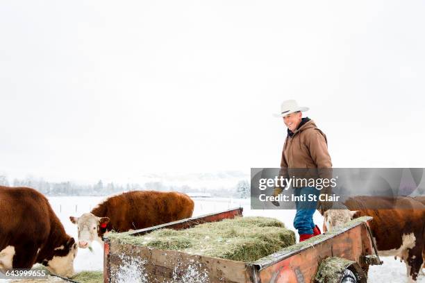 caucasian farmer hauling hay in snowy field - cow winter imagens e fotografias de stock