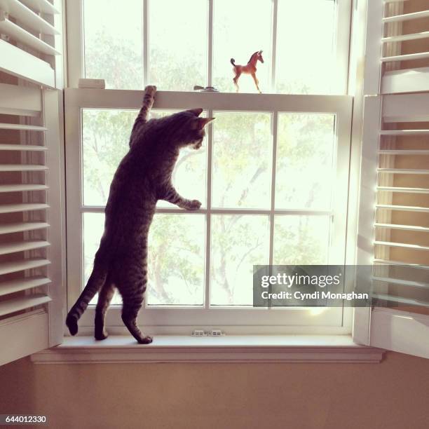 cat standing at window - rearing up imagens e fotografias de stock