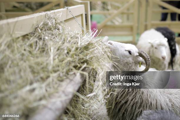 Berlin, Germany A sheep eats straw in a barn on February 06, 2017 in Berlin, Germany.