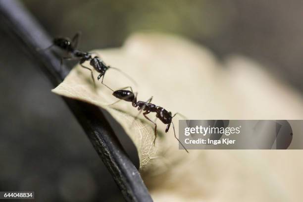 Berlin, Germany Ants are crawling over a leaf on February 06, 2017 in Berlin, Germany.