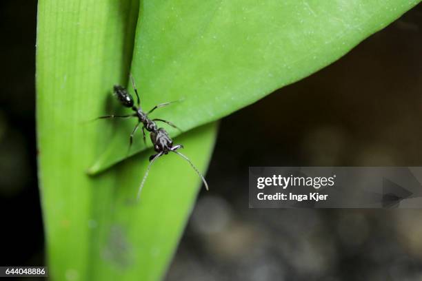 Berlin, Germany An Ant is crawling over a leaf on February 06, 2017 in Berlin, Germany.