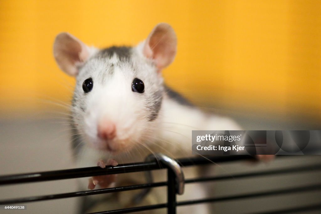 Rat