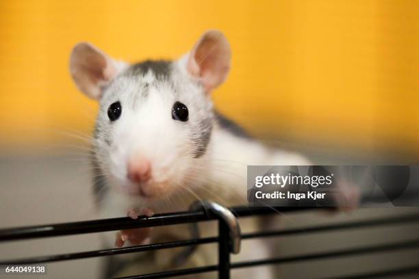 Berlin, Germany Husky rat on February 06, 2017 in Berlin, Germany.