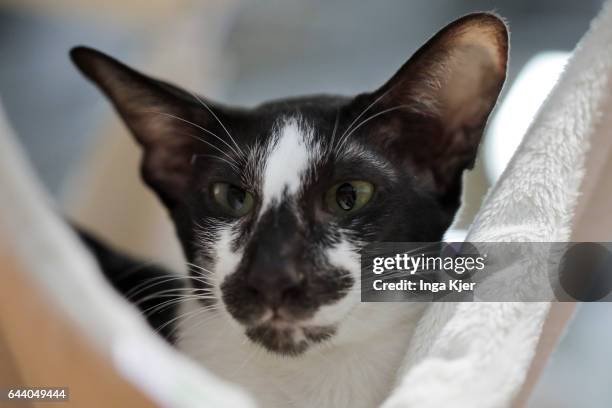 Berlin, Germany Siamese cat on February 06, 2017 in Berlin, Germany.