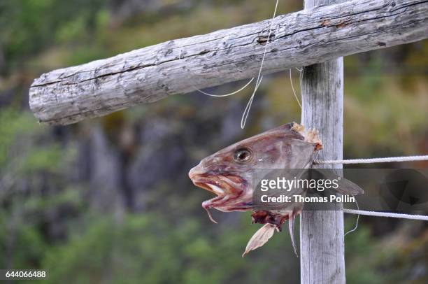 dried cod head on a wooden cross - scandinavie 個照片及圖片檔