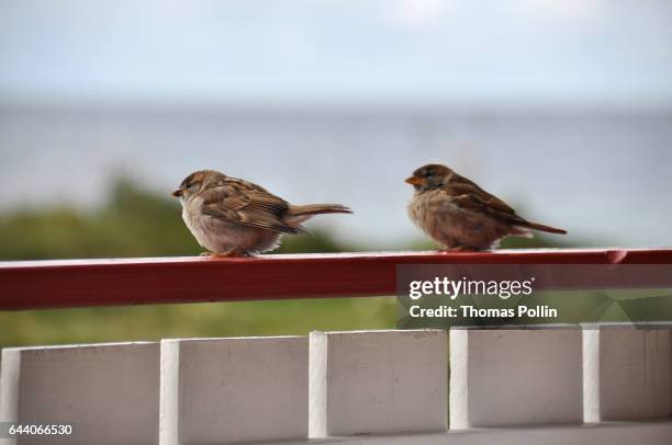 sparrow couple - scandinavie fotografías e imágenes de stock