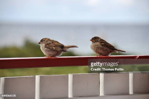 sparrow couple - scandinavie 個照片及圖片檔
