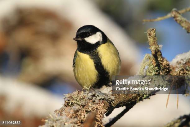 a beautiful great tit (parus major) perched on a branch covered in lichen and a covering of snow. - portrait lachen stock pictures, royalty-free photos & images