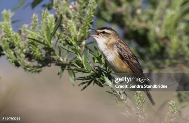 a sedge warbler (acrocephalus schoenobaenus) singing in a willow tree. - zangvogels stockfoto's en -beelden
