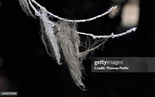 lichen filaments - filament fin photos et images de collection