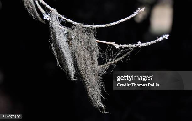 lichen filaments - thin filament stock pictures, royalty-free photos & images