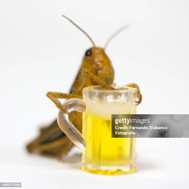 Beer Boot Insect Format Carre Photos and Premium High Res Pictures - Getty Images