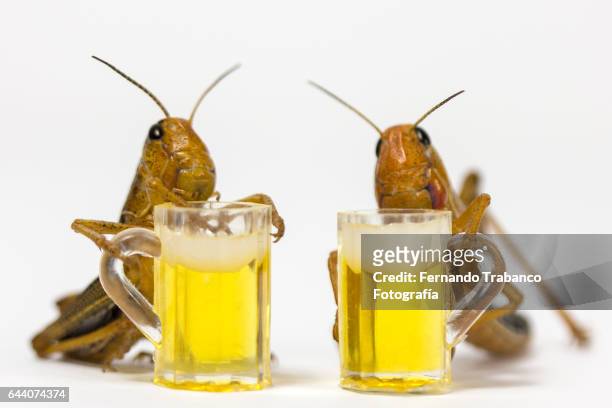 two grasshopper drinking a mug of cold beer - beach cricket stock pictures, royalty-free photos & images