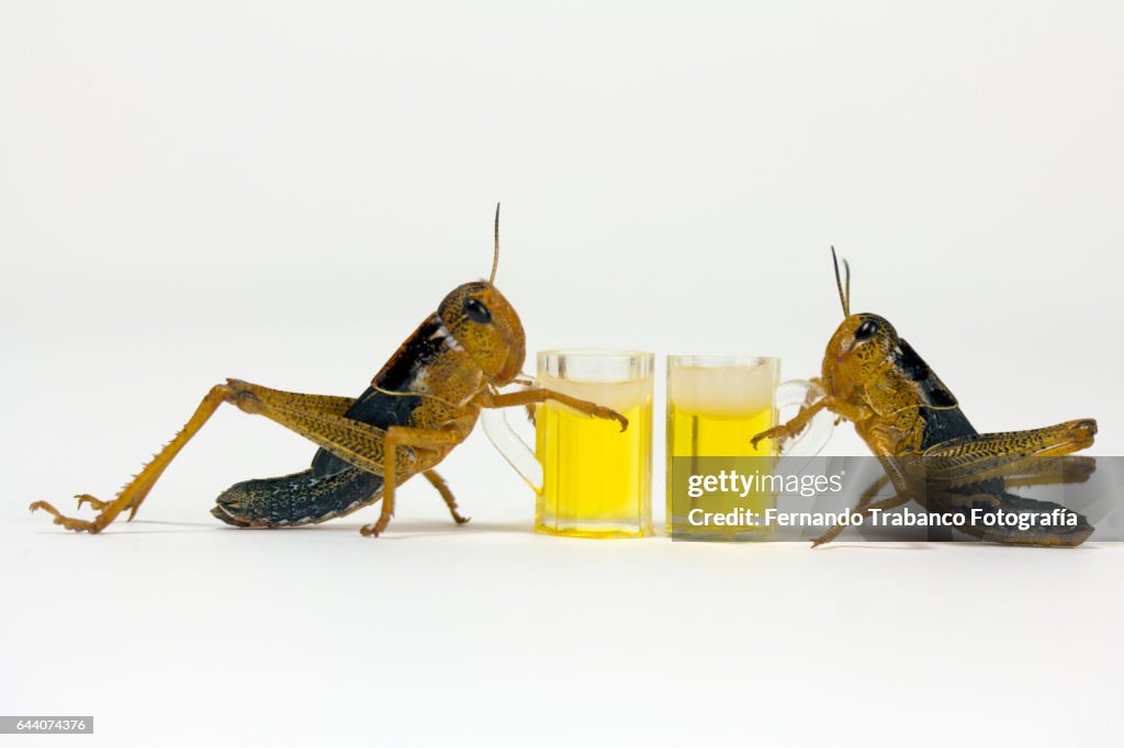 Beer Boot Insect Two Insects Toasting With Cold Beer High-Res Stock Photo - Getty Images