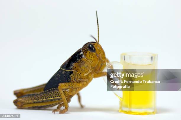 Beer Boot Insect 65 Disgusting Beer Stock Photos, High-Res Pictures, and Images - Getty ...