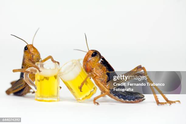 two insects toasting with cold beer - grasshopper drink stock pictures, royalty-free photos & images