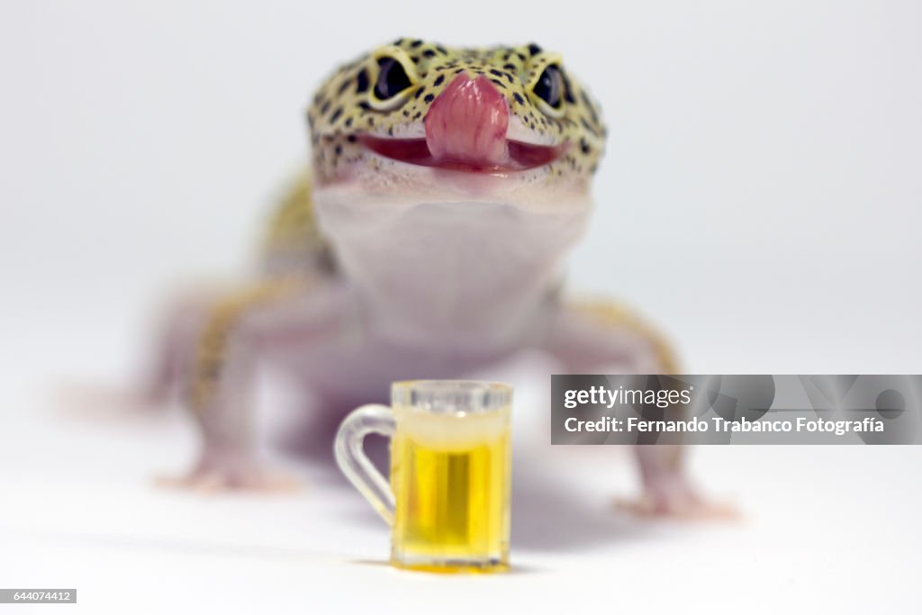 Lizard licks his tongue to lick the beer