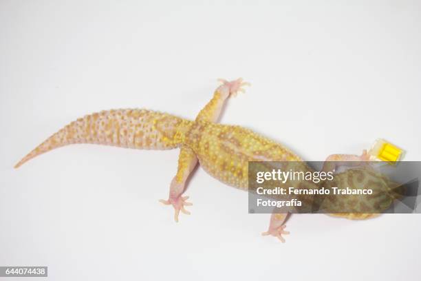 elevated view of lizard drinking a mug of cold beer - leopard gecko stockfoto's en -beelden