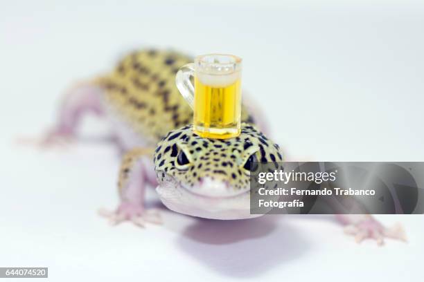 lizard with a pitcher of beer on his head - lizard stock pictures, royalty-free photos & images
