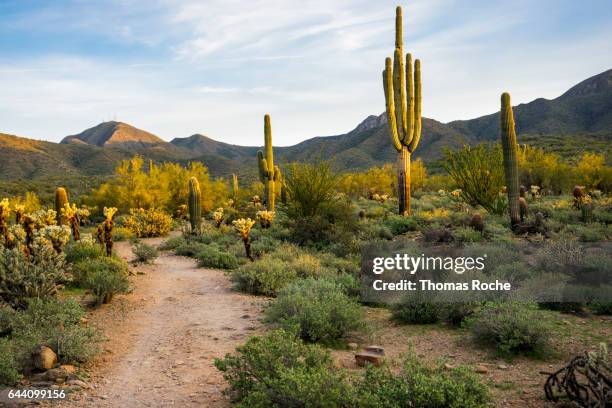 morning in the arizona desert - sonoran desert stockfoto's en -beelden