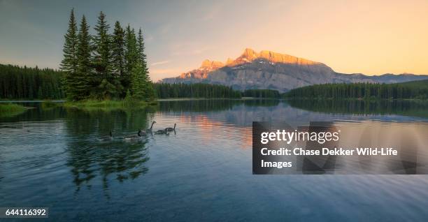 canadian geese in banff - see lake minnewanka stock-fotos und bilder